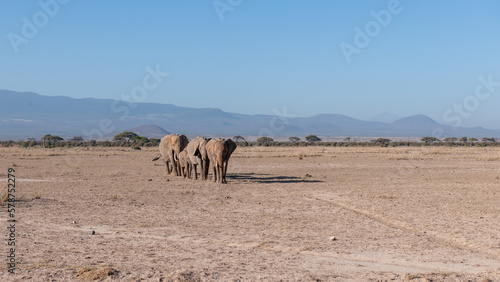 big elephant in the savannah of Africa