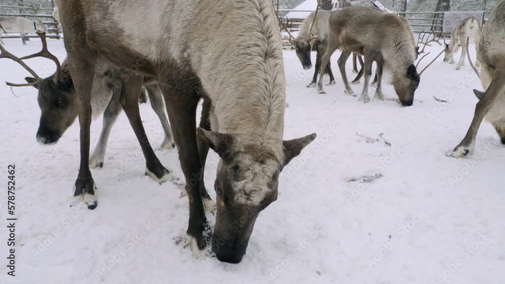 Western Siberia, reindeer in the corral eat fish. Western Siberia, reindeer in the corral eat fish.