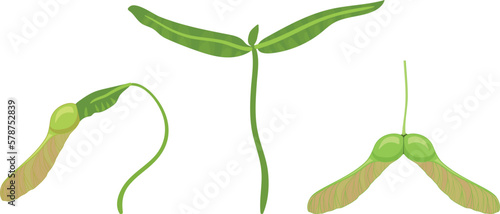 Sprout and green samara fruit of Norway maple or Acer platanoides isolated on white background