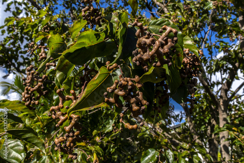 Japanese grape tree or Japanese grape, Hovenia dulcis loaded with fruits in a farm in Brazil © AlfRibeiro