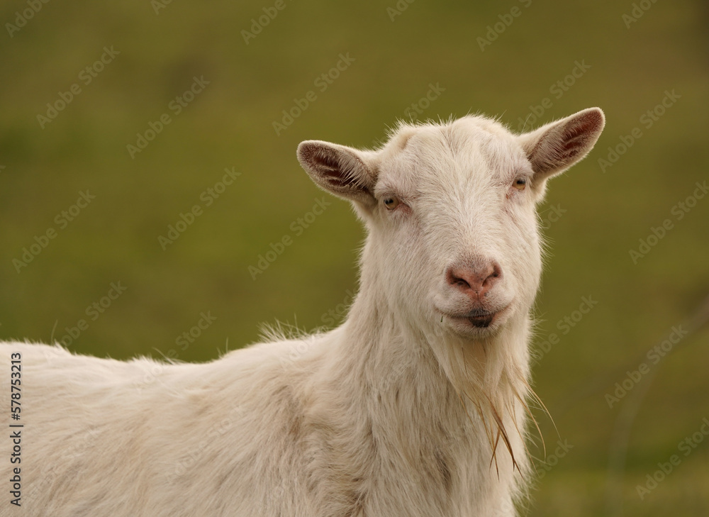 A white goat in a pasture, looking at you