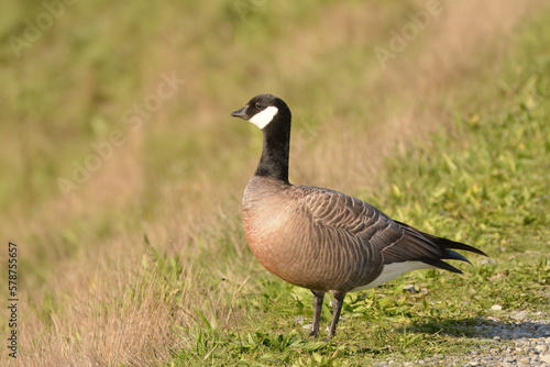 cackling goose standing on the grass