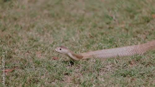 Snake wiggle crouching on the green grass. photo
