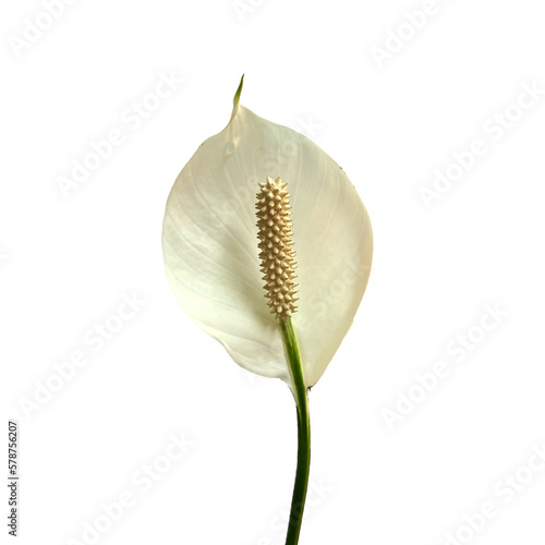 Peace lily or Spathiphyllum cochlearispathum isolated on white background photo