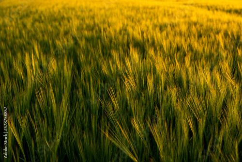 Green barley field on background under sunlight in summer. Agriculture, agricultural process. Cereals growing in a fertile soil.