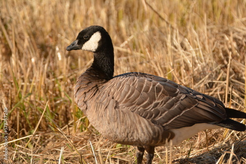 Cackling Goose Full Frame