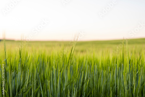 Barley field against the blue sky. Ripening ears of barley field and sunlight. Crops field. Field landscape.