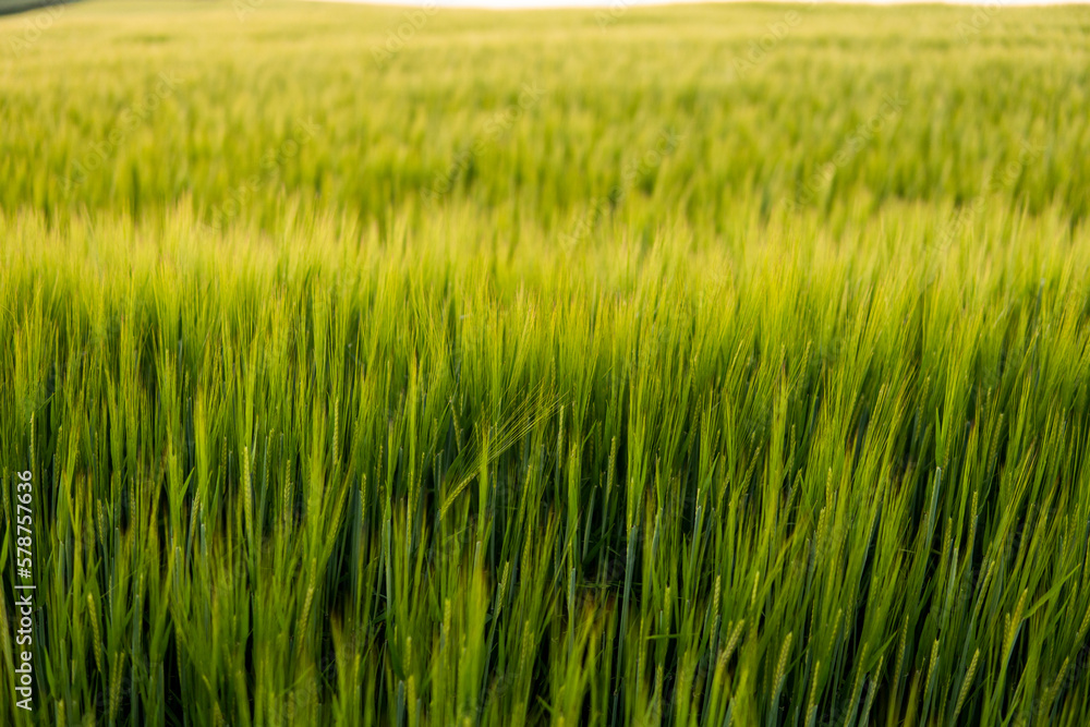 Green barley field under sunlight in summer. Agriculture. Cereals growing in a fertile soil. Green barley field under sunlight in summer. Agriculture. Cereals growing in a fertile soil.