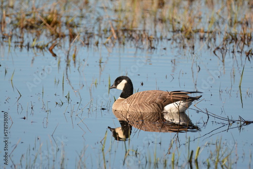 Cackling Goose on blue water - reflection