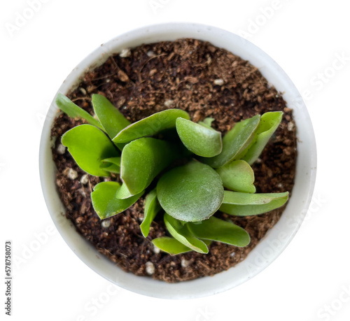 succulent isolated top view 