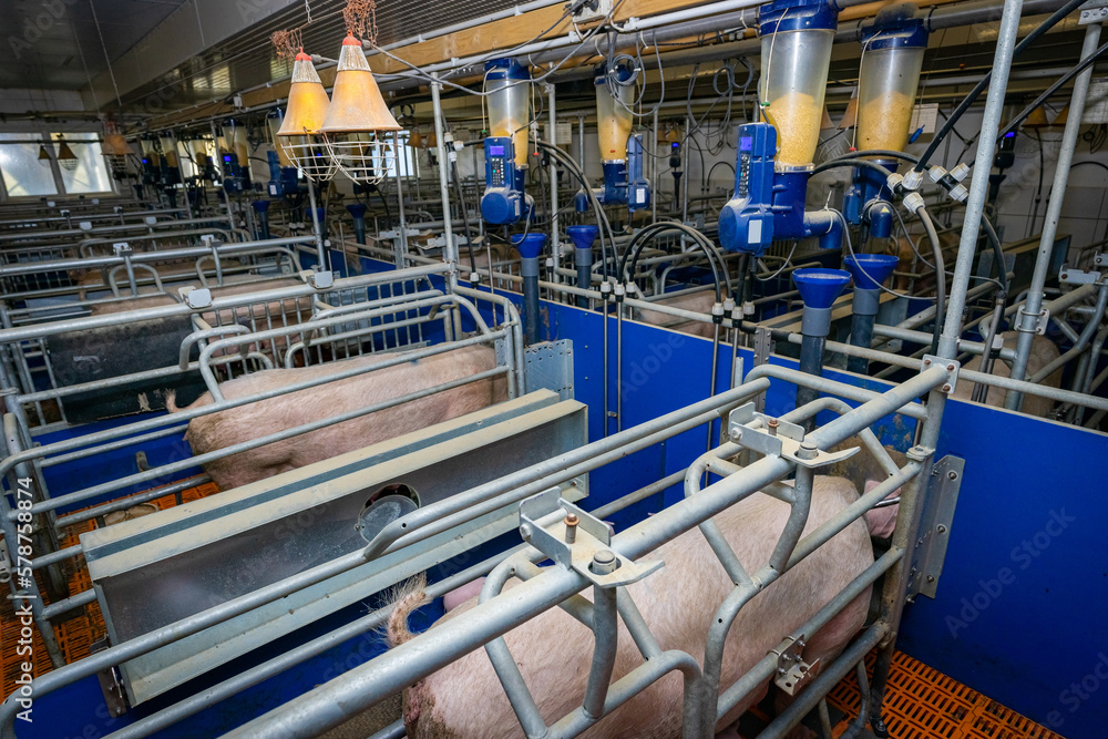Moderne Bewegungs - Abferkelbuchten in einen Schweinestall. Moderne Bewegungs - Abferkelbuchten in einen Schweinestall.