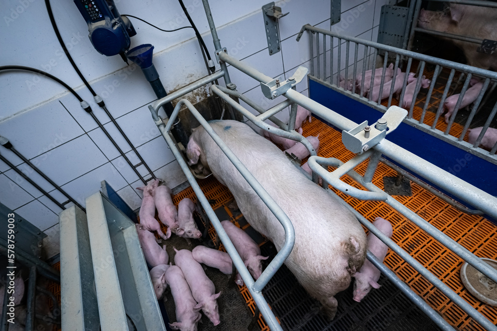 Abferkelbuchten in einen modernen Schweinestall, für die Sichheit der Ferkel, von oben fotografiert.