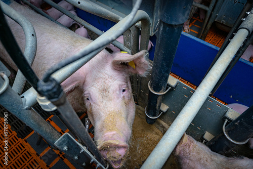 Sauen am fressen, in Bewegungs -Abferkelbuchten.