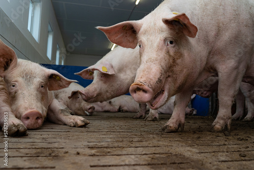 Sauen im Liege und Ruhebereich eines modernen Schweinestalles. photo