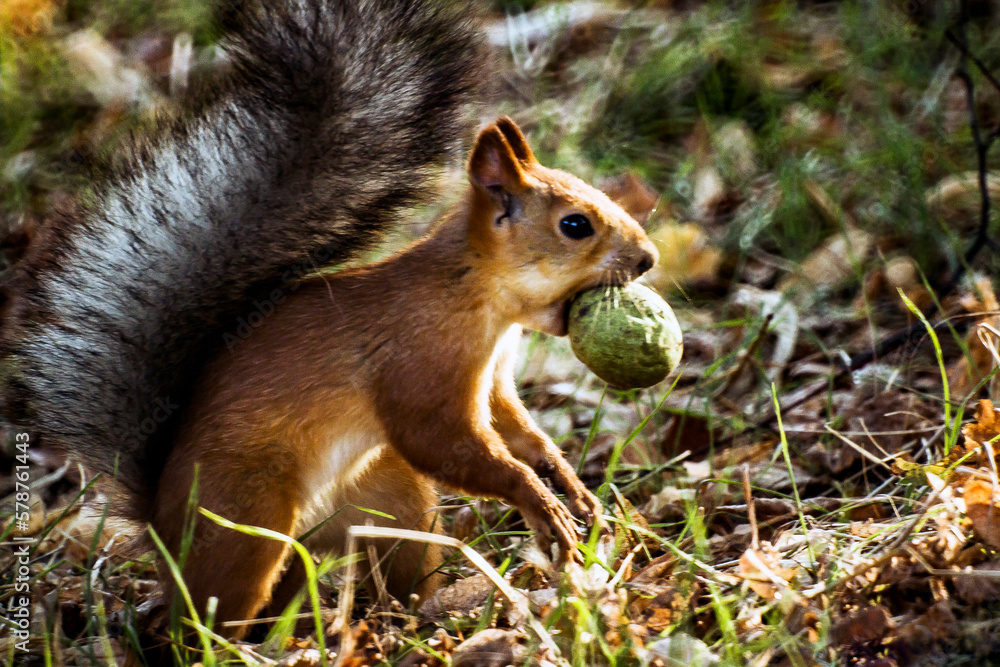 A squirrel with a nut in its mouth sits in the grass and thinks where to hide the nut A squirrel with a nut in its mouth sits in the grass and thinks where to hide the nut