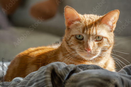 portrait of a orange tabby cat