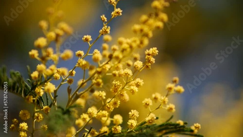 Beautiful bright yellow hairy mimosa flowers close-up. Blooming mimosa tree in early spring waves on wind. Sunny spring day. Acacia dealbata. Fluffy flowers in spring garden with sunny bokeh