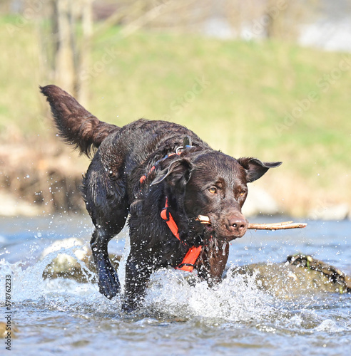 brown Labrador Retriever at the water,
