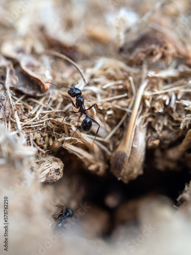 Hormiga recolectando ramas y comida  © menudomundo