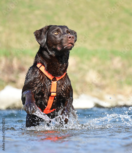 brown Labrador Retriever at the water,