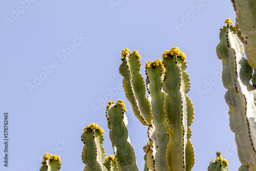 Branches of a candelabrum euphorbia (Euphorbia candelabrum), in the background a blue sky. It is a tree that reaches a size of up to 12 -20 m with a simple trunk 90 cm in diameter. photo