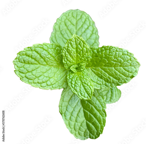 mint isolated top view decoration