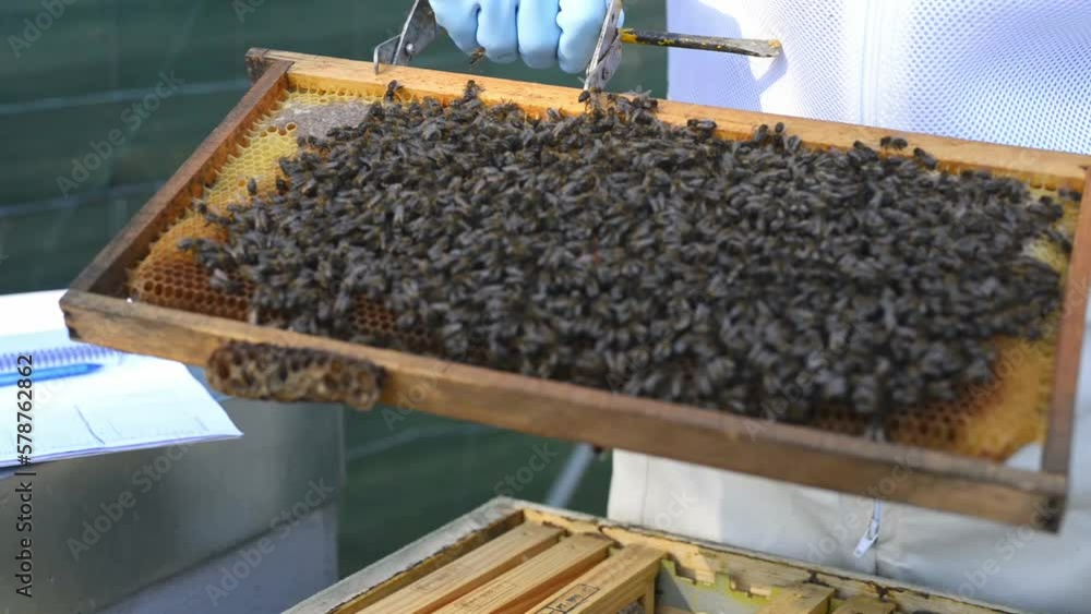 Crop beekeeper removing honeycomb with forceps Crop beekeeper removing honeycomb with forceps