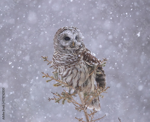 Chouette rayée dans son environnement naturel au sud du Québec
