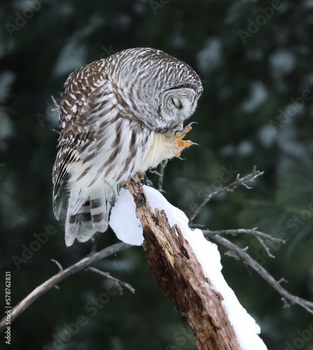 Chouette rayée dans son environnement naturel =, sud du Québec
