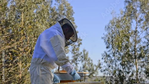 Beekeeper removing honeycomb with forceps
