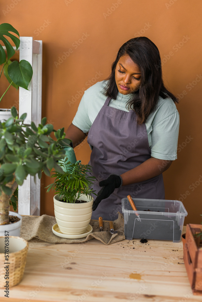 Diversity African american woman gardener watering plant green plants in ceramic pots on the floor. Concept of home garden and potted plants