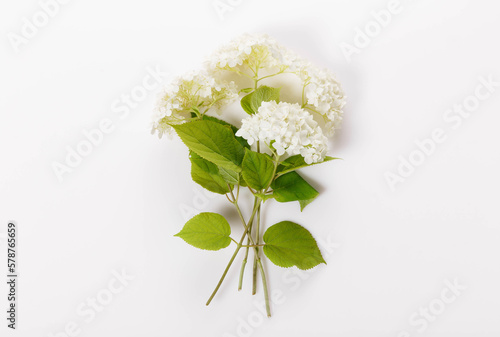 Bouquet of white hydrangea on a white background