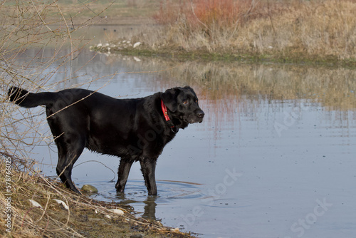 Side view of a Beautiful black labrador retriever dog looking away and standing in the water in the "La Forestière" lake of the Miribel Jonage natural park near Lyon in France.