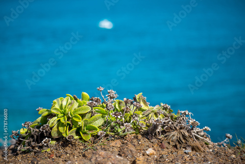 Planta verde