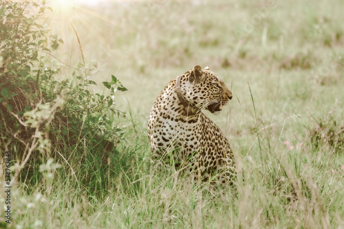 Leopard in Conservation Are, Eastern Africa
