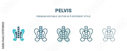 pelvis icon in 5 different style. Outline, filled, two color, thin pelvis icon isolated on white background. Editable vector can be used web and mobile