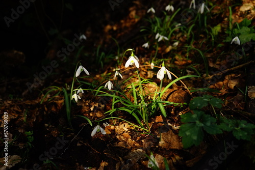 Spring wild flowers in bloom photo