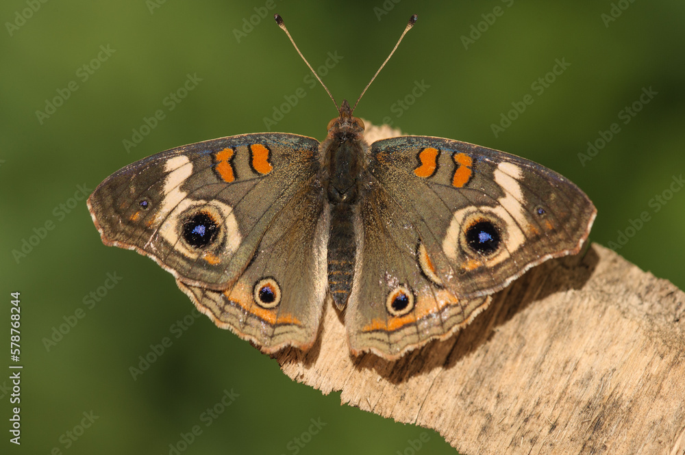 Fototapeta premium Buckeye Butterfly
