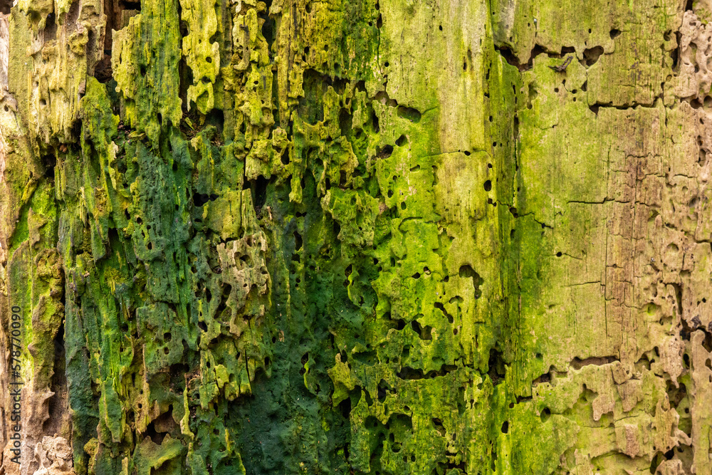 plants stems green moss tree bark plants stems green moss tree bark