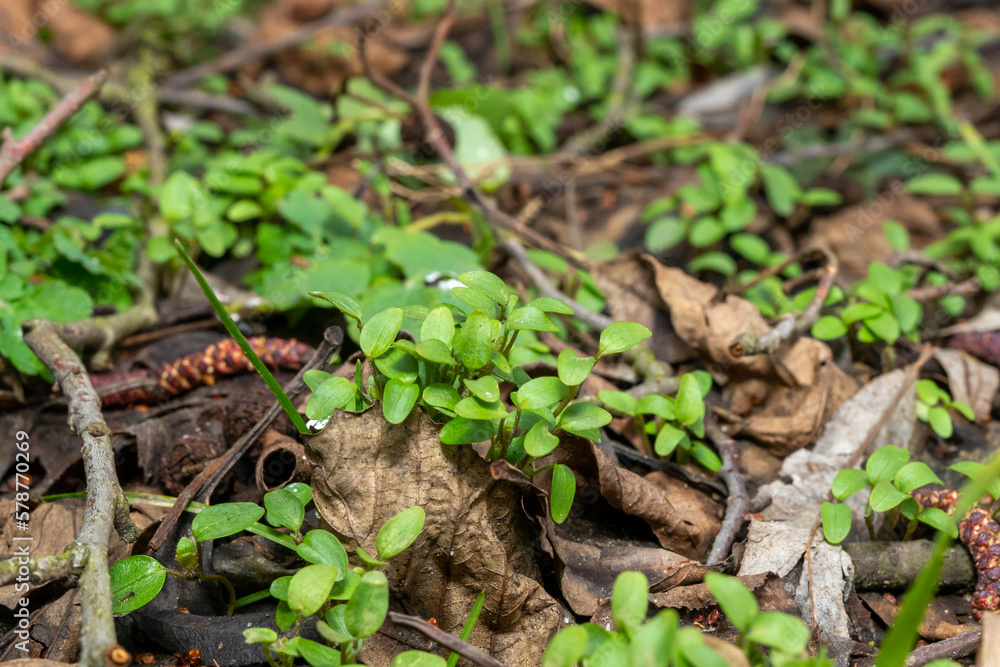 Fototapeta premium plants stems green moss tree bark