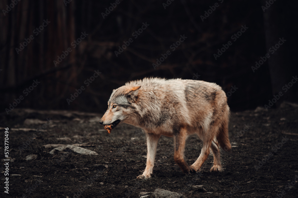 Fototapeta premium wolf in the zoo
