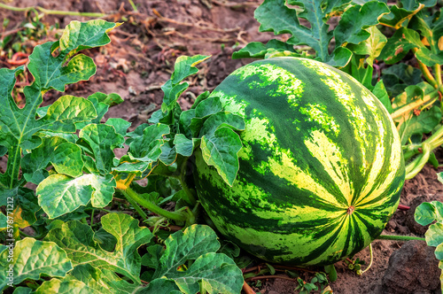 Ripe juicy watermelon on organic plantations