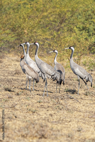 Five Common cranes roaming