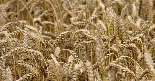 A ripe wheat spikelets are swaying in the wind in an Irish farmerfield. Wheat plant close-up. Ripe cereal crops. photo
