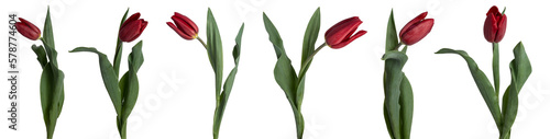 Collection of red tulips isolated on transparent background. #578774604