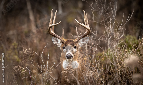 Deer in the forest.