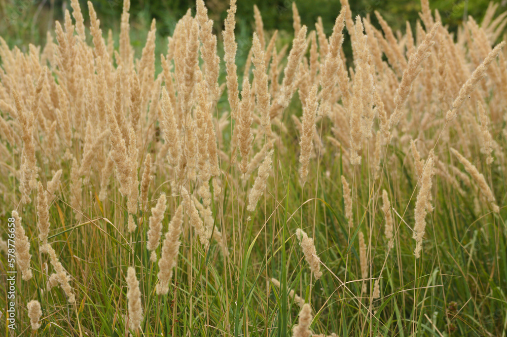 Closeup of bush-grass yellow seeds with selective focus on foreground