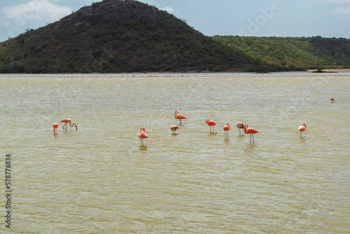 Photography Flamingo habitat, salty lake in curacao, caribbean islands