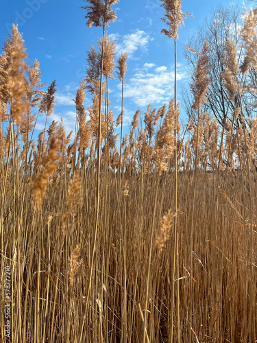 Closeup of yellow dried common reed with blue sky behind portrait view