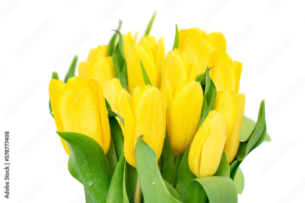 Fresh bouquet of yellow tulips isolated on white background. Spring flowers with dew drops close-up. Springtime, blooming season. Fresh bouquet of yellow tulips isolated on white background. Spring flowers with dew drops close-up. Springtime, blooming season.